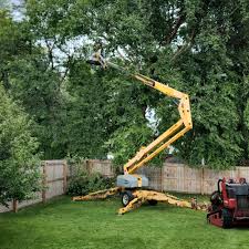 Springfield, CO  Tree Services Company